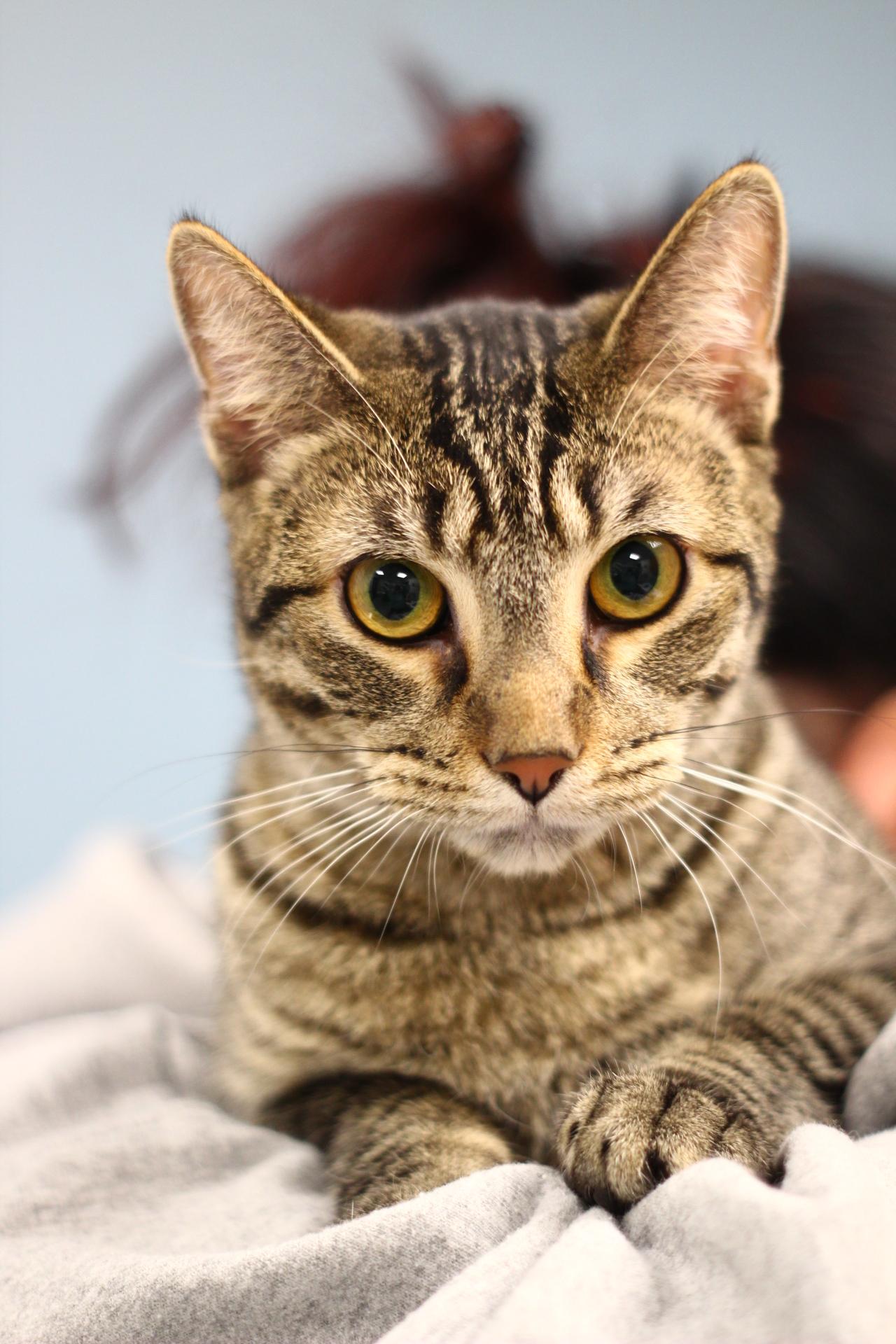 Enlarge Lennon, a Adoptable Domestic Short Hair in Toledo, OH image 3/5