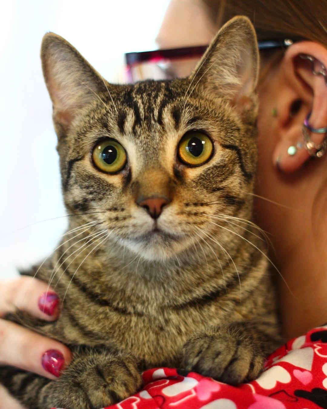 Enlarge Lennon, a Adoptable Domestic Short Hair in Toledo, OH image 4/5