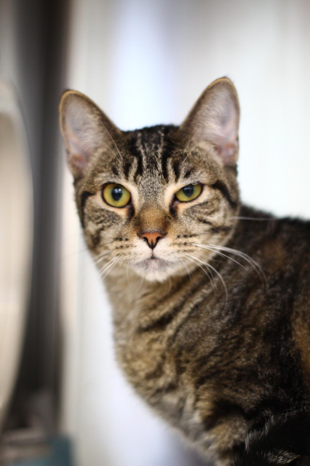 Enlarge Lennon, a Adoptable Domestic Short Hair in Toledo, OH image 5/5