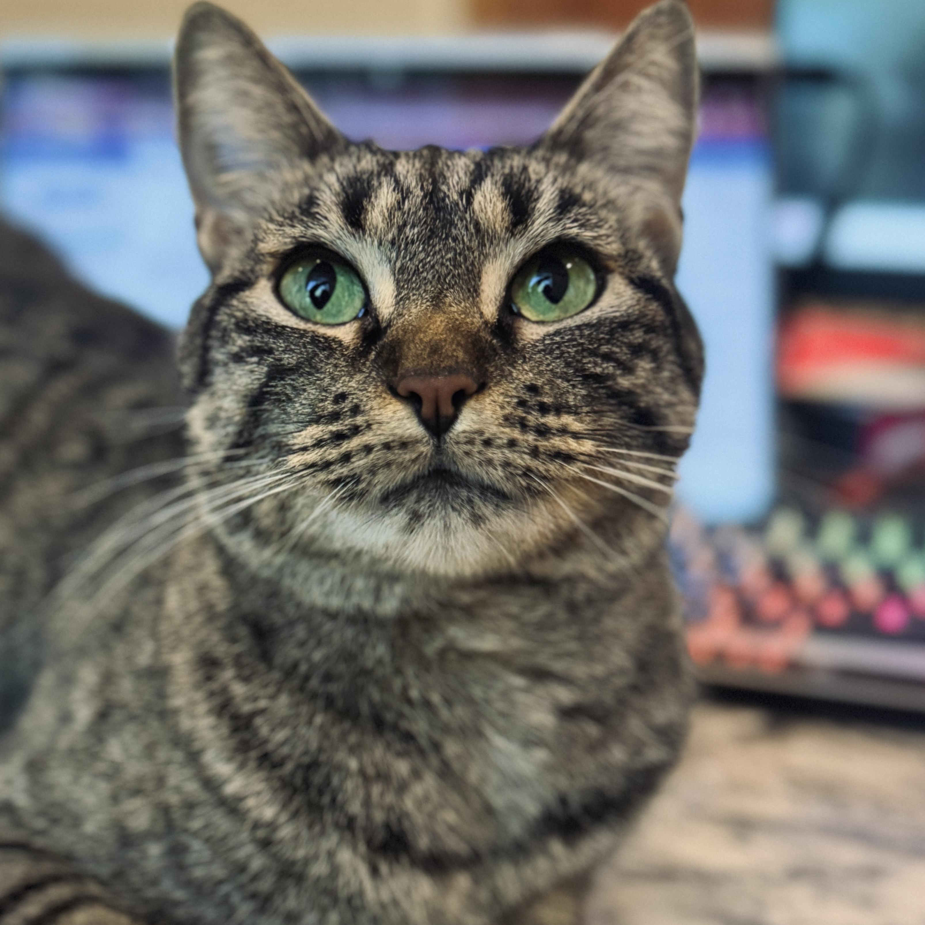 Enlarge Luna, a ADOPTABLE Domestic Short Hair in Ocala, FL image 2/3