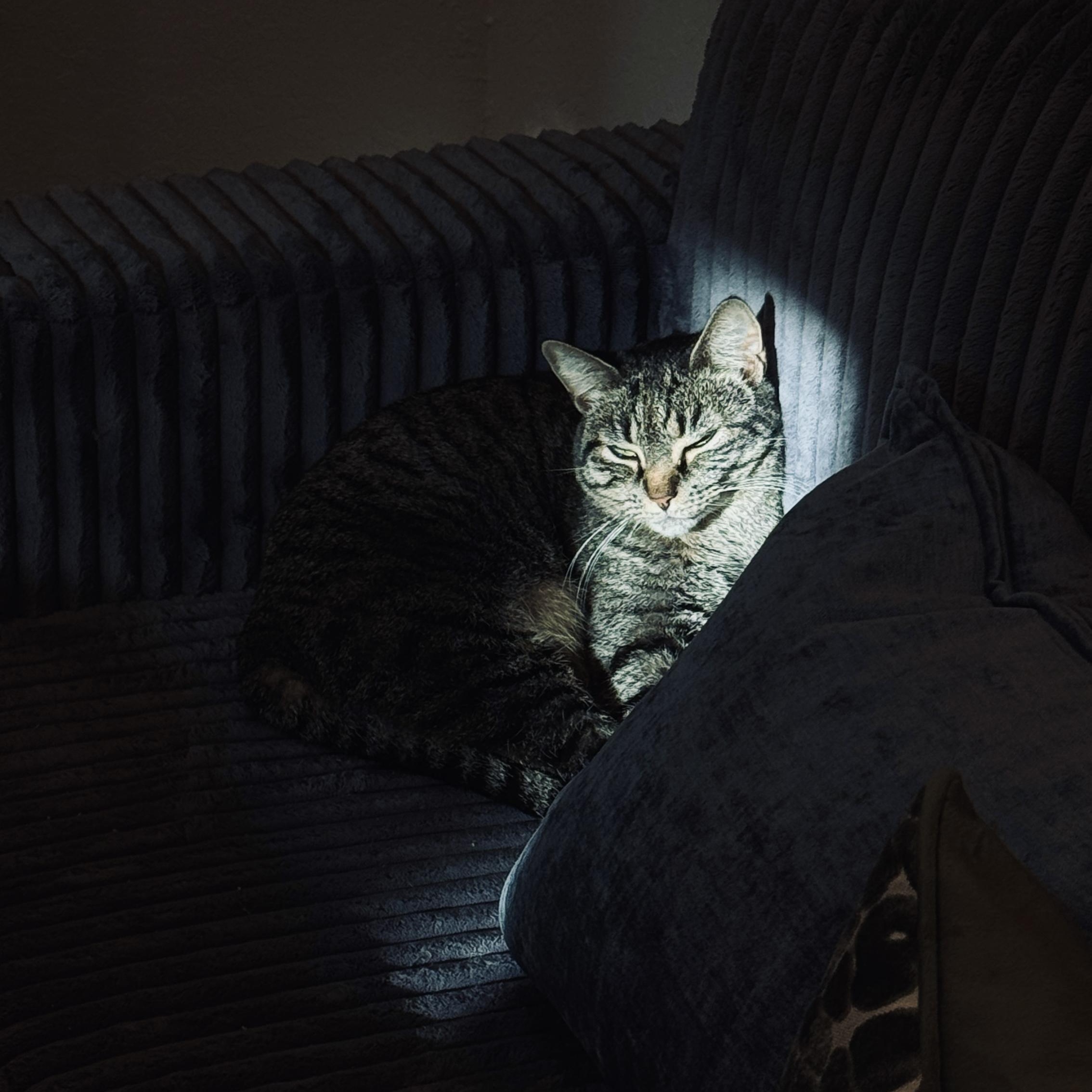 Enlarge Luna, a ADOPTABLE Domestic Short Hair in Ocala, FL image 3/3