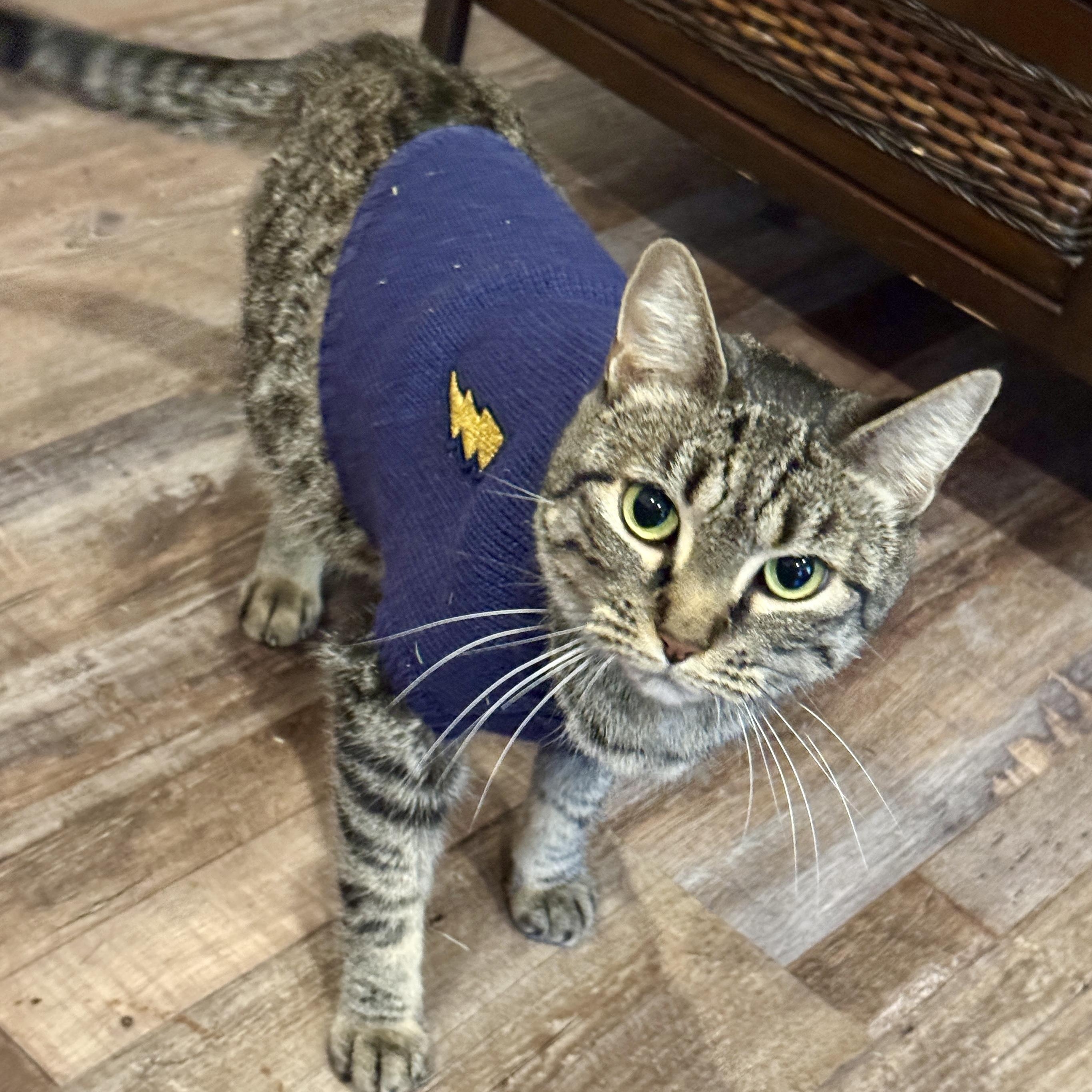 Enlarge Luna, a ADOPTABLE Domestic Short Hair in Ocala, FL image 1/3