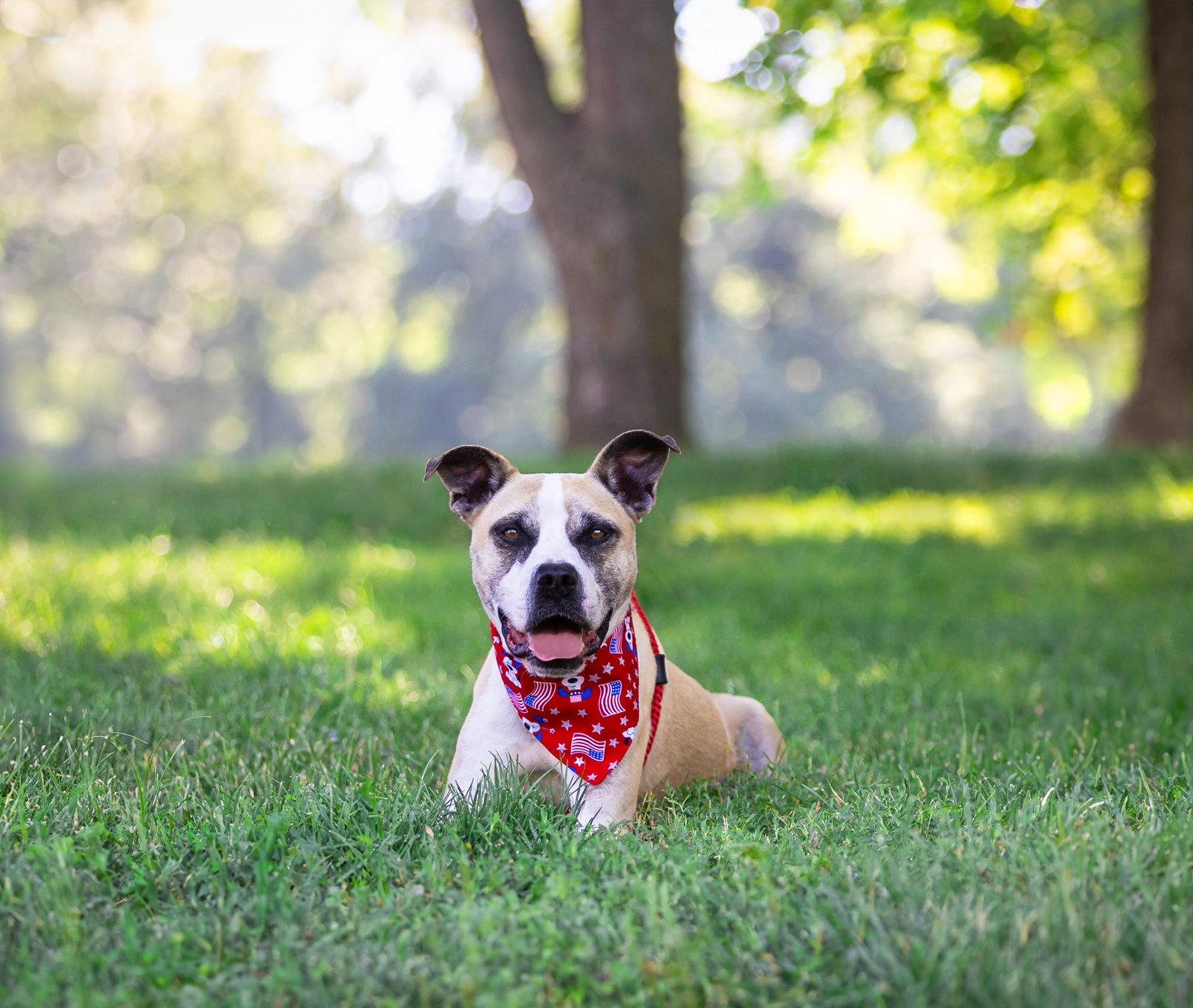 Kingston, Adoptable, Adult Male Terrier.