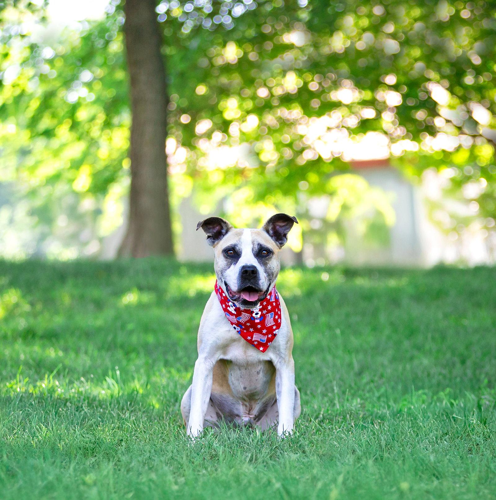 Kingston, a Adoptable Terrier in Coatesville, PA image 2/3
