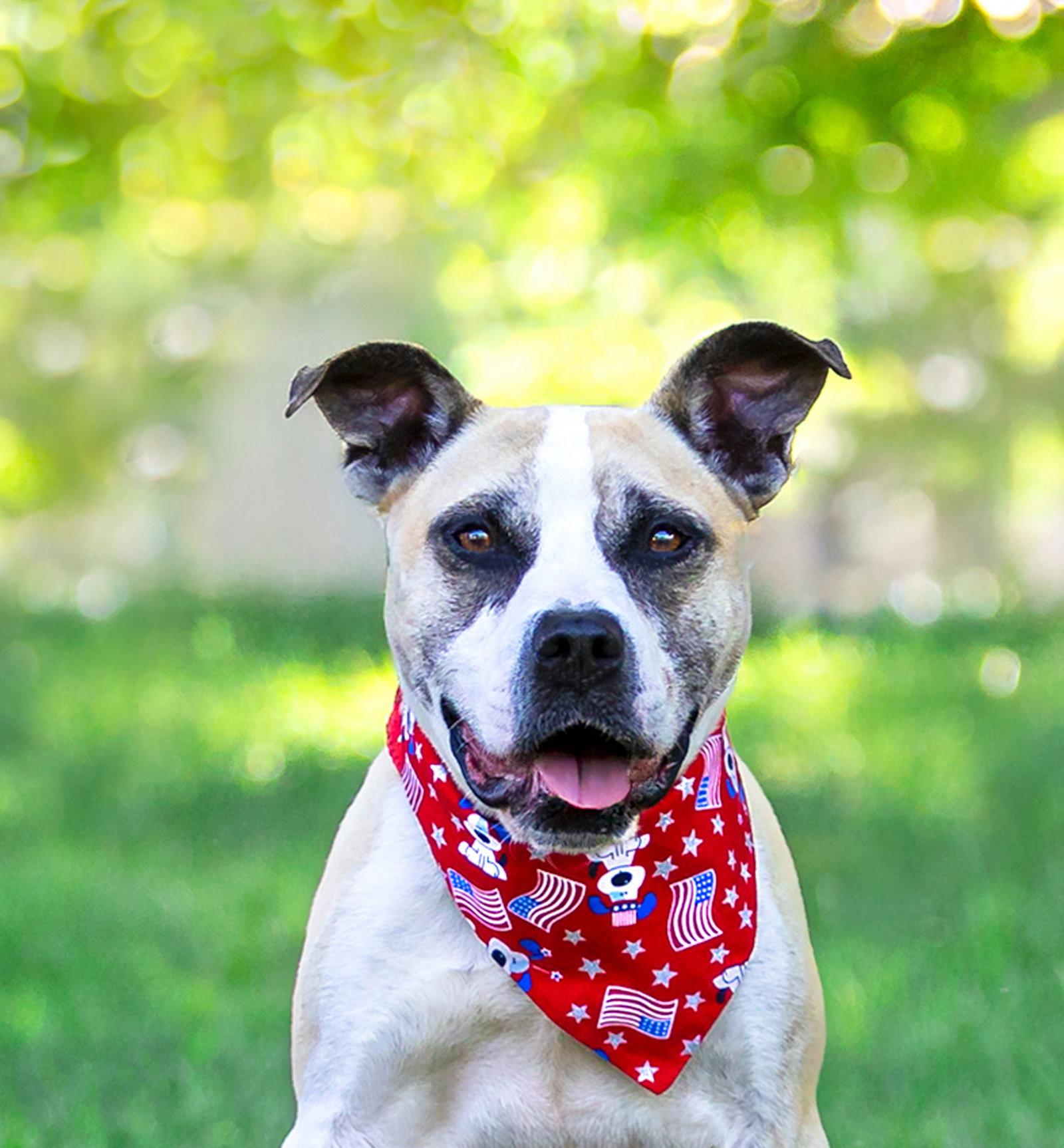 Kingston, a Adoptable Terrier in Coatesville, PA image 3/3