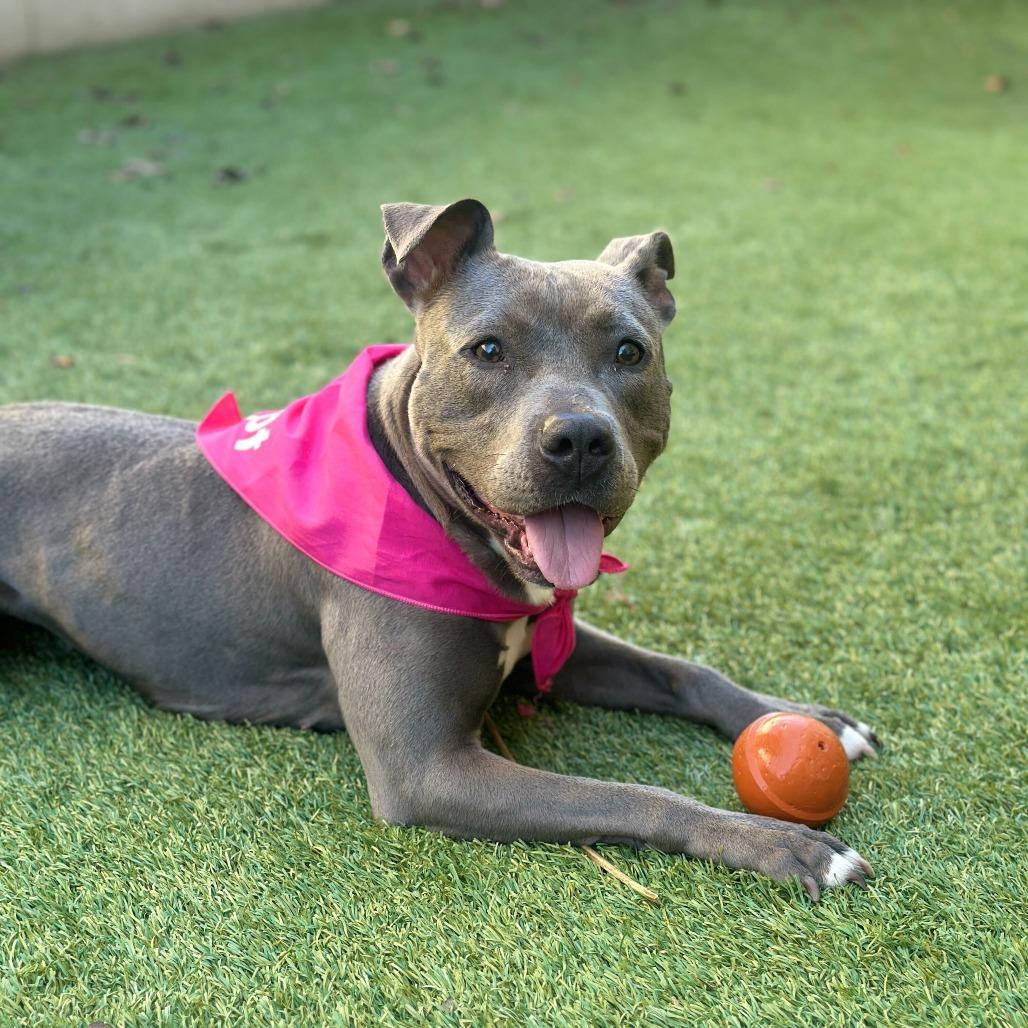 Enlarge Mia, a Adoptable mixed breed in Turlock, CA image 3/6