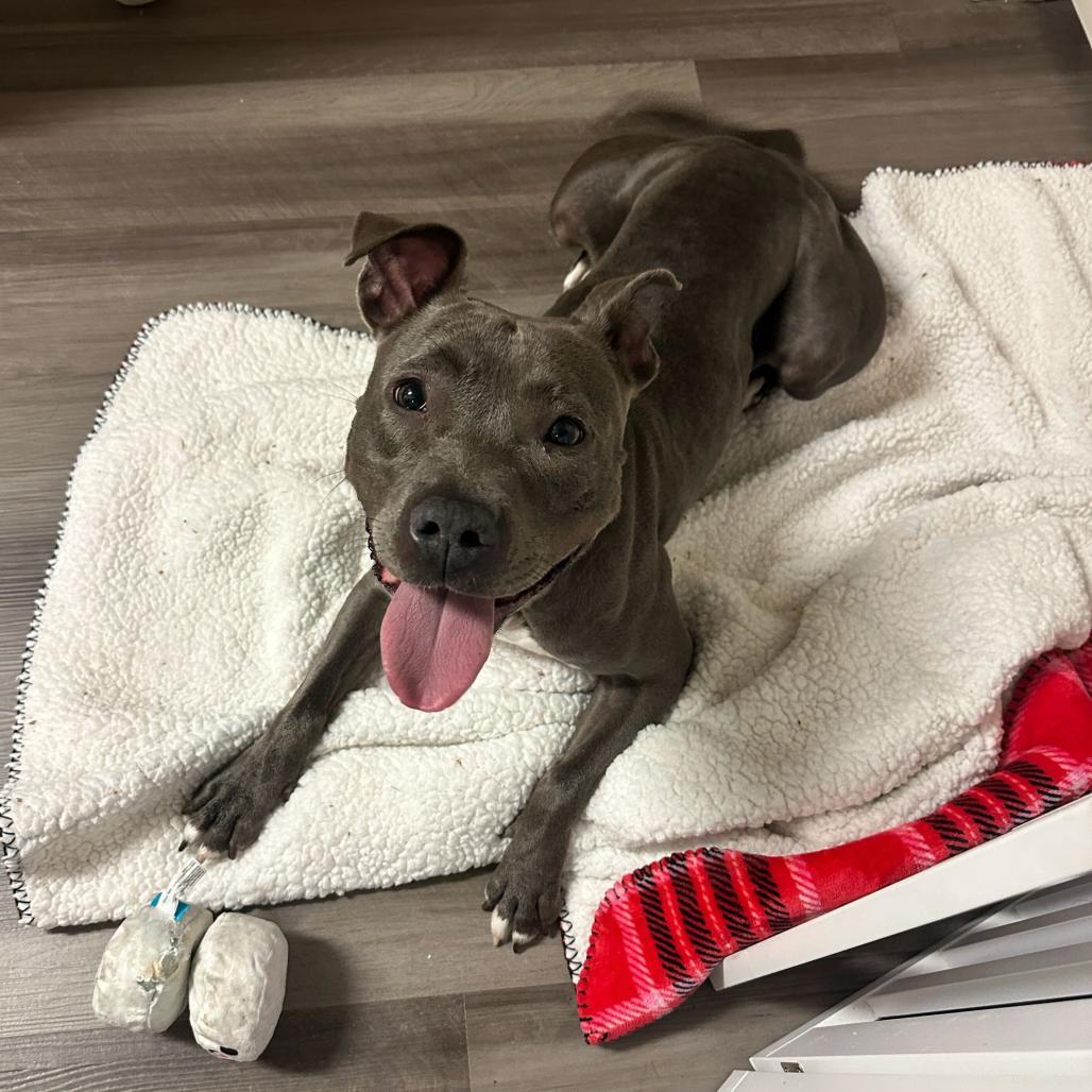 Enlarge Mia, a Adoptable mixed breed in Turlock, CA image 4/6
