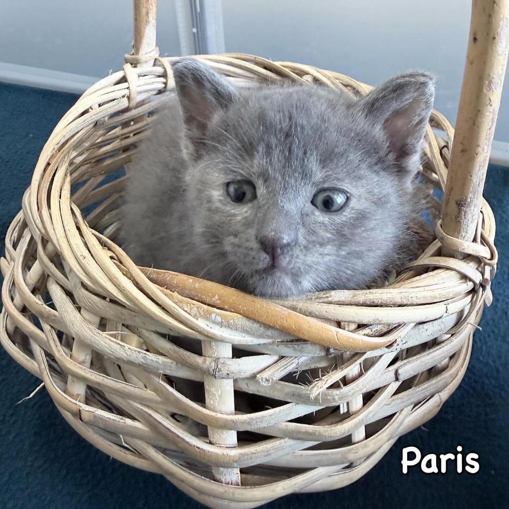 Enlarge Paris, a Adoptable mixed breed in Mineral, VA image 1/1