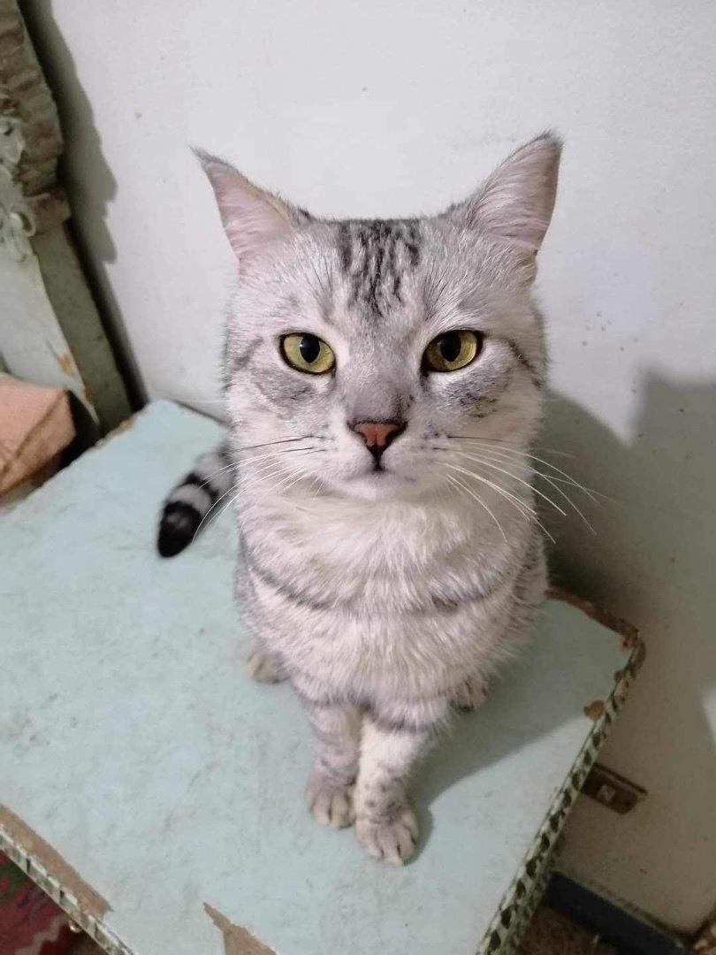 Monello, a Adopted mixed breed image 1/7