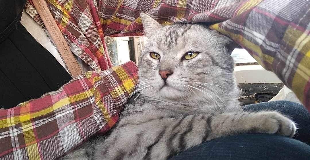 Monello, a Adopted mixed breed image 2/7