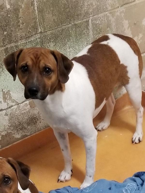 Enlarge WINSTON, a ADOPTABLE mixed breed in Seymour, IN image 1/1