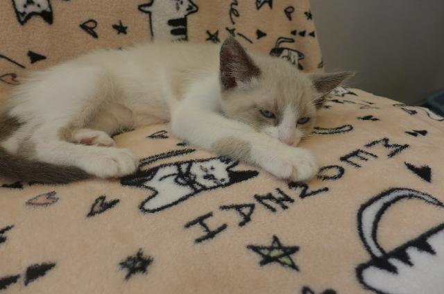 Koto, an adopted mixed breed in Eureka, CA image 2/3