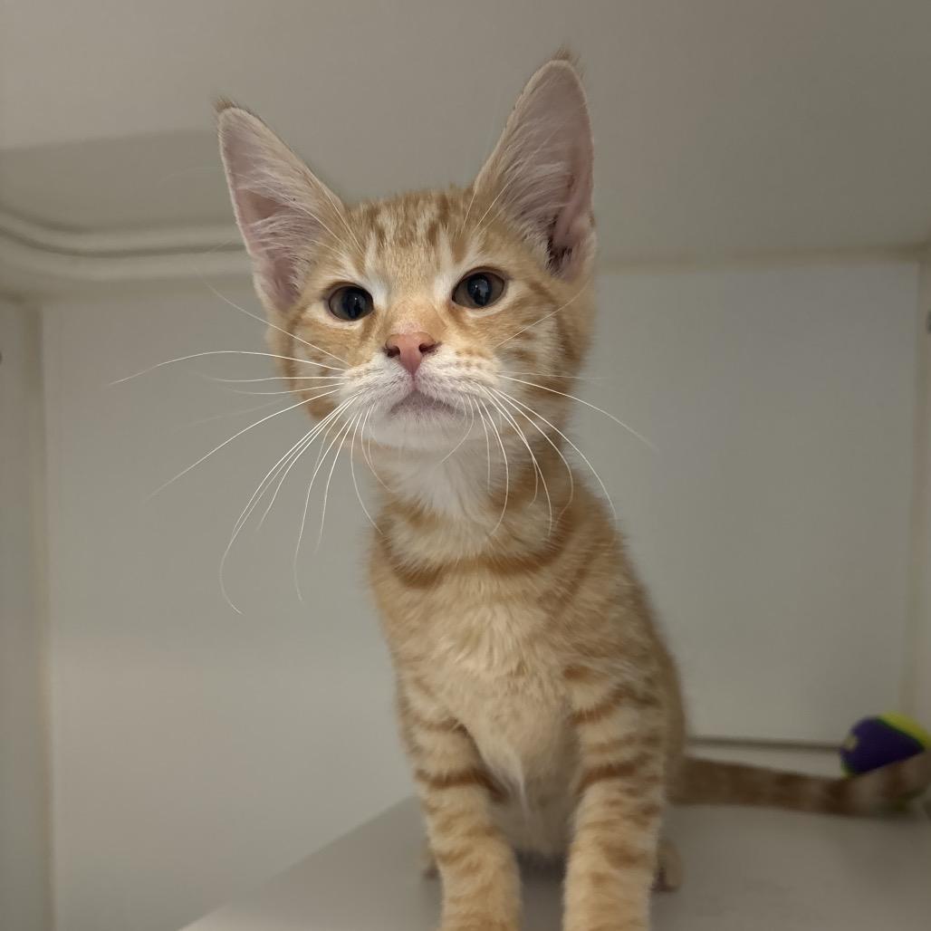 Enlarge Pineapple, a Adoptable Domestic Short Hair in Naperville, IL image 1/1