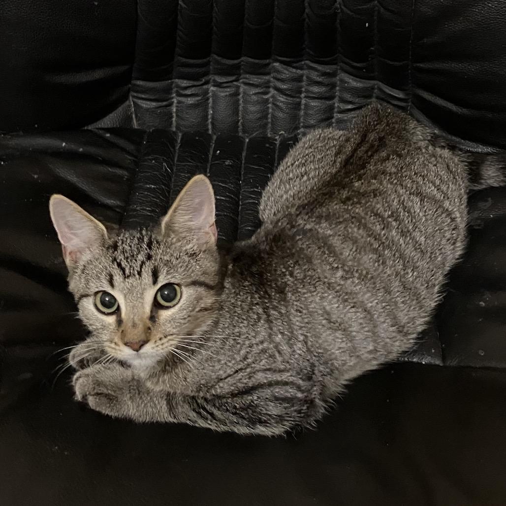 Barnie*, Adoptable, Kitten Male Domestic Short Hair.