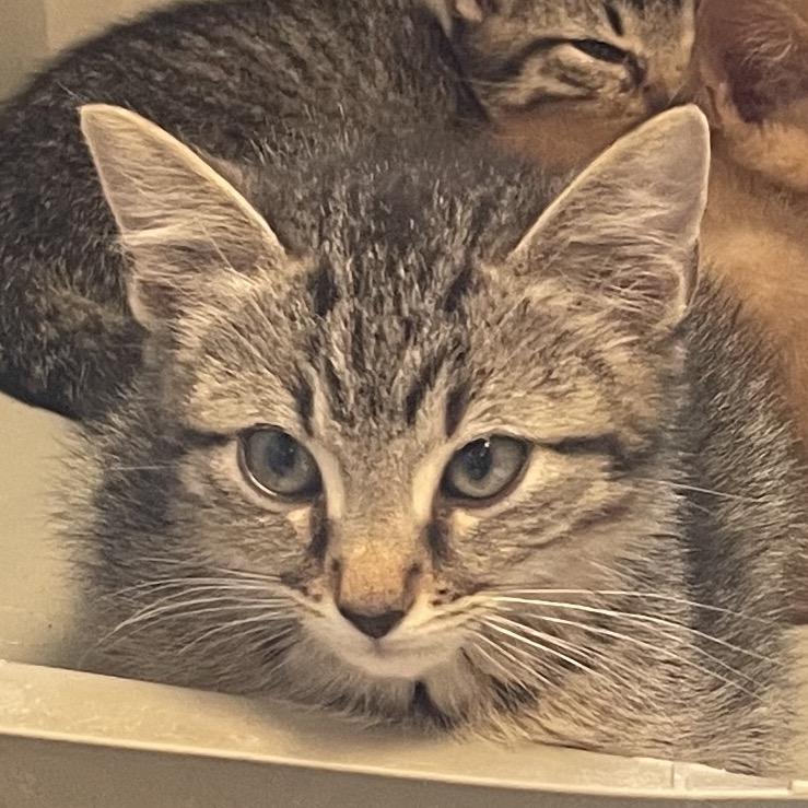 Enlarge Barnie*, a Adoptable Domestic Short Hair in Eureka Springs, AR image 2/2