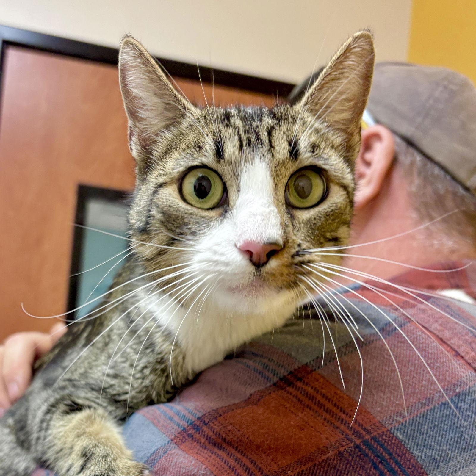 Enlarge Bjork, a Adoptable Domestic Short Hair in Sonora, CA image 1/1