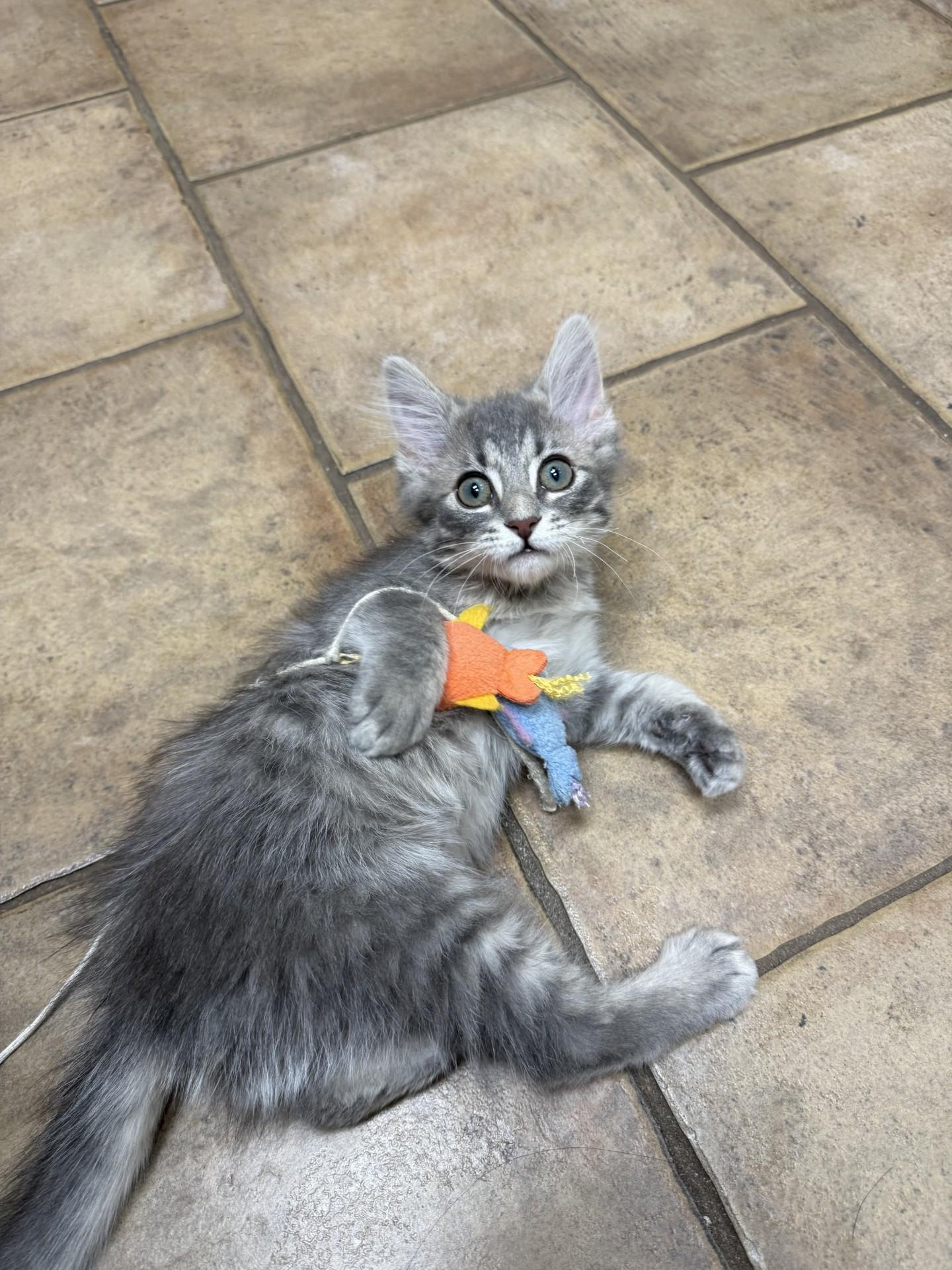 Enlarge Princess Donut, a ADOPTABLE Domestic Long Hair in Yorkville, IL image 2/4