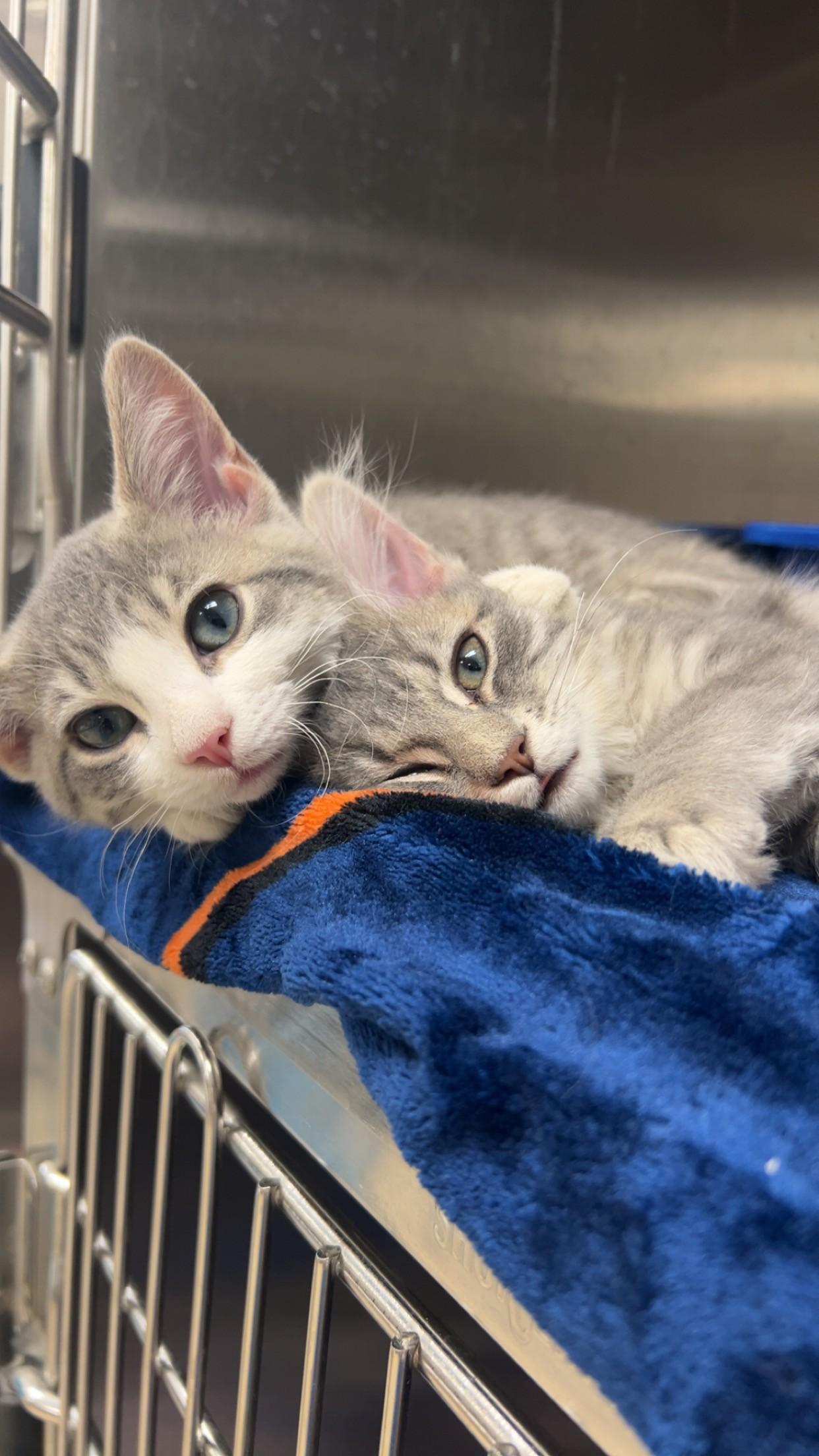 Enlarge Princess Donut, a ADOPTABLE Domestic Long Hair in Yorkville, IL image 4/4