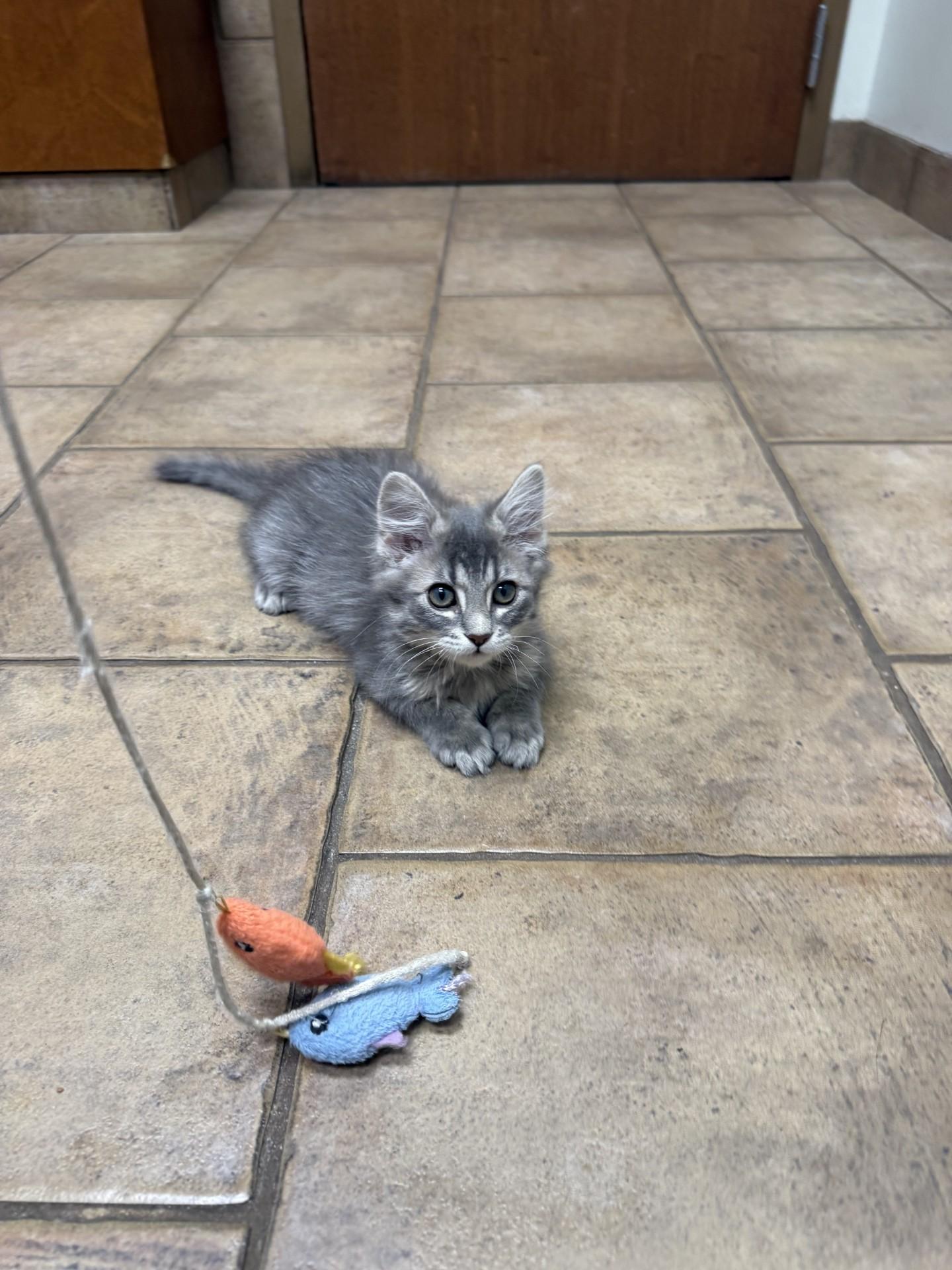 Princess Donut, ADOPTABLE, Kitten Female Domestic Long Hair.