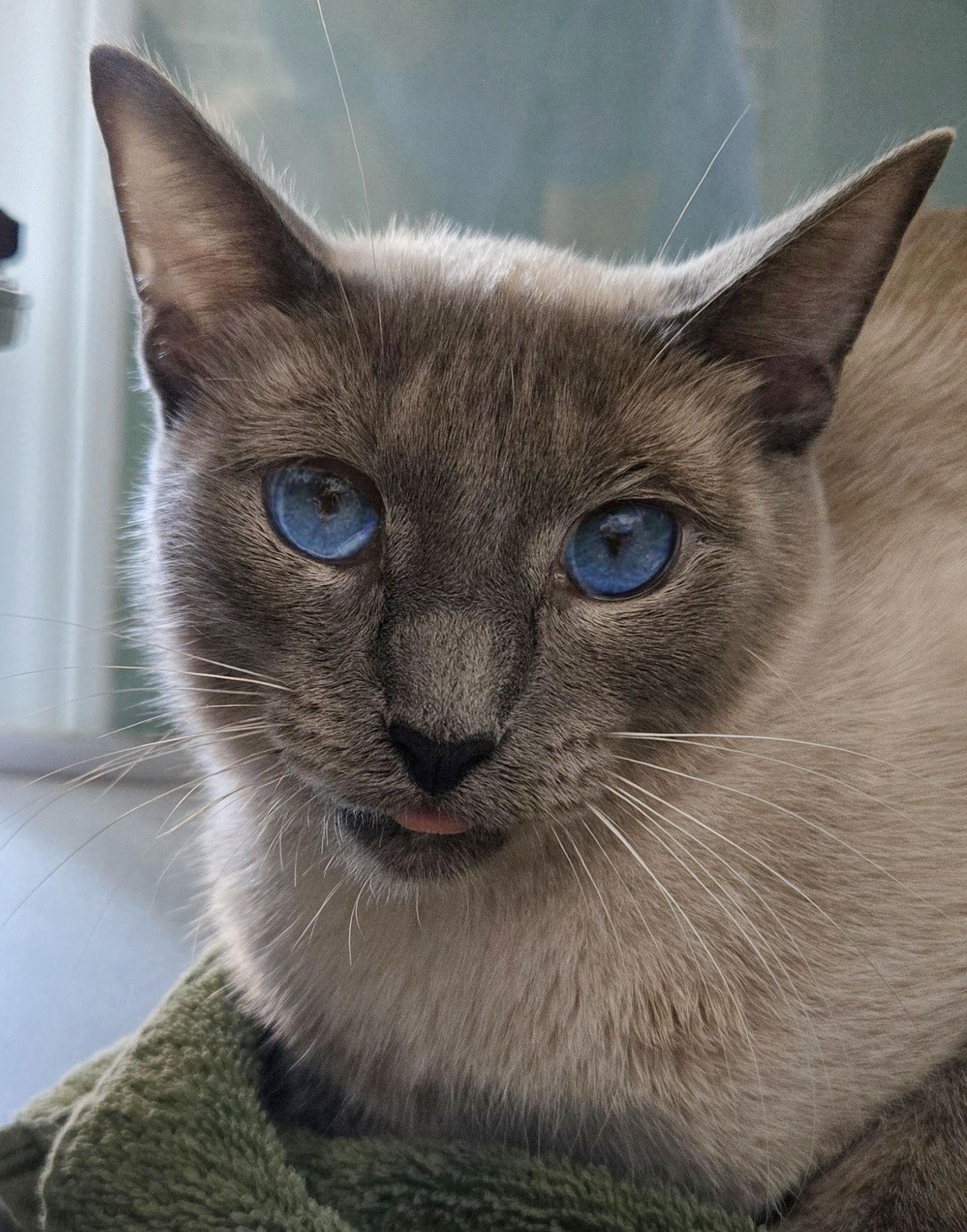 Chardonnay, Adopted, Adult Female Siamese.