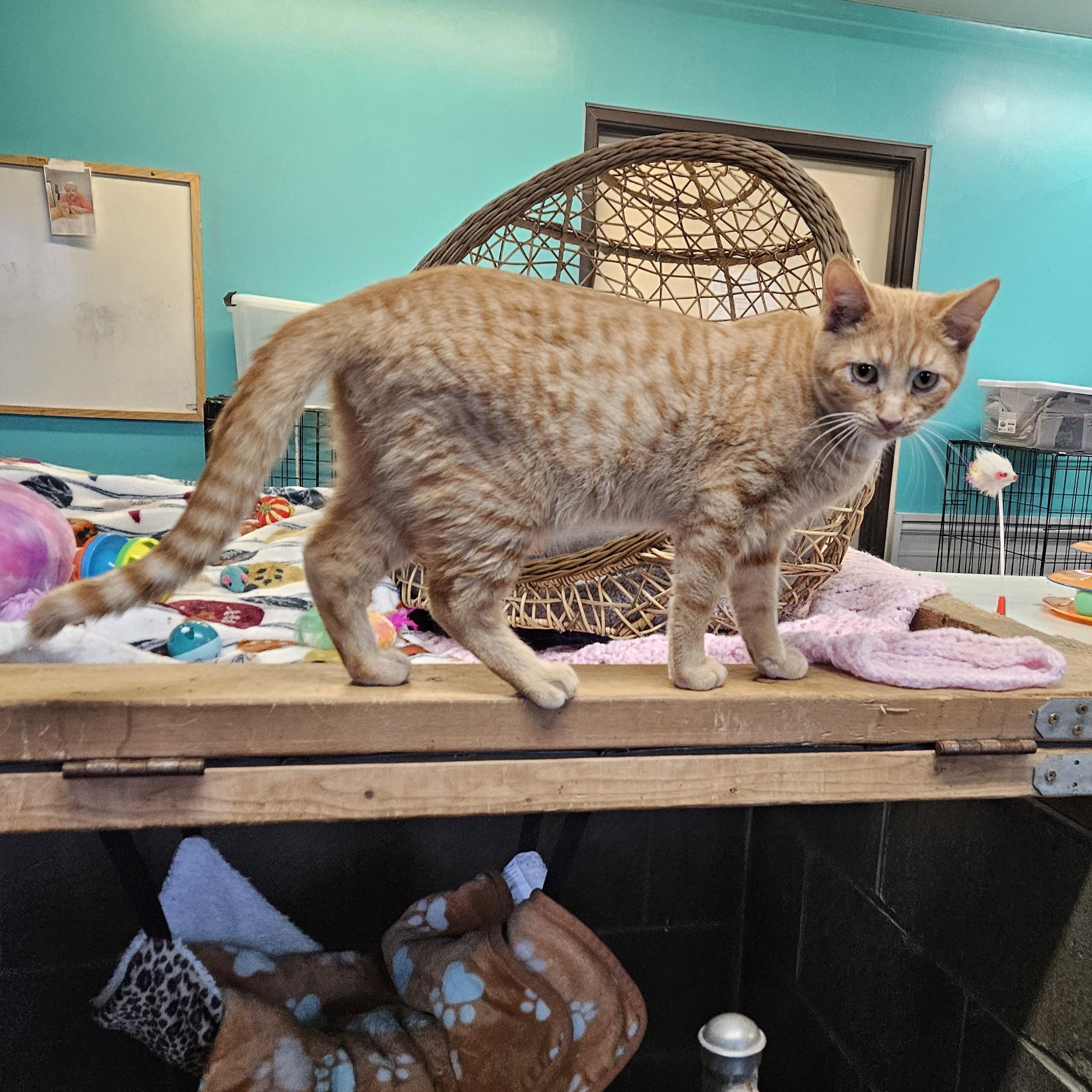 Enlarge Zax, a ADOPTABLE Domestic Short Hair in Petersburg, IN image 1/2