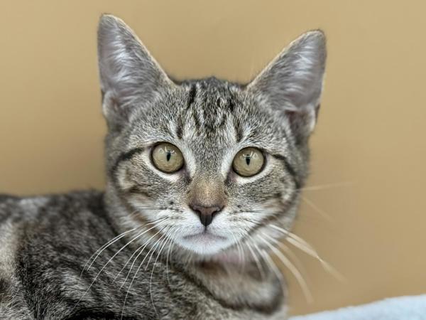 Enlarge Light, a Adoptable mixed breed in Portland, OR image 1/1