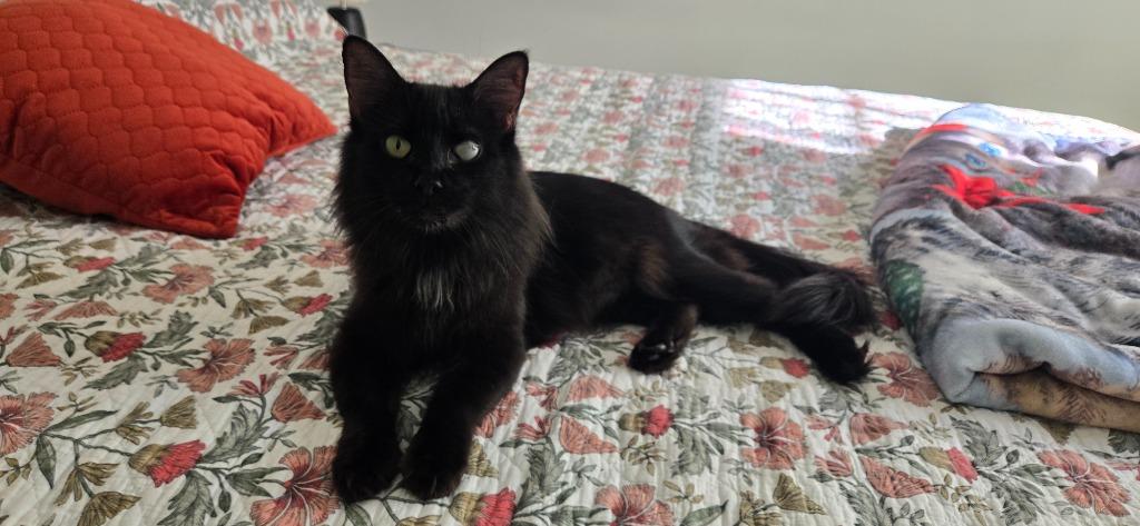 Fizzy Pop25, Adoptable, Adult Female Domestic Medium Hair.