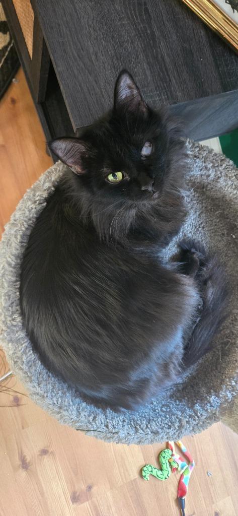 Enlarge Fizzy Pop25, a Adoptable mixed breed in Youngsville, NC image 2/3