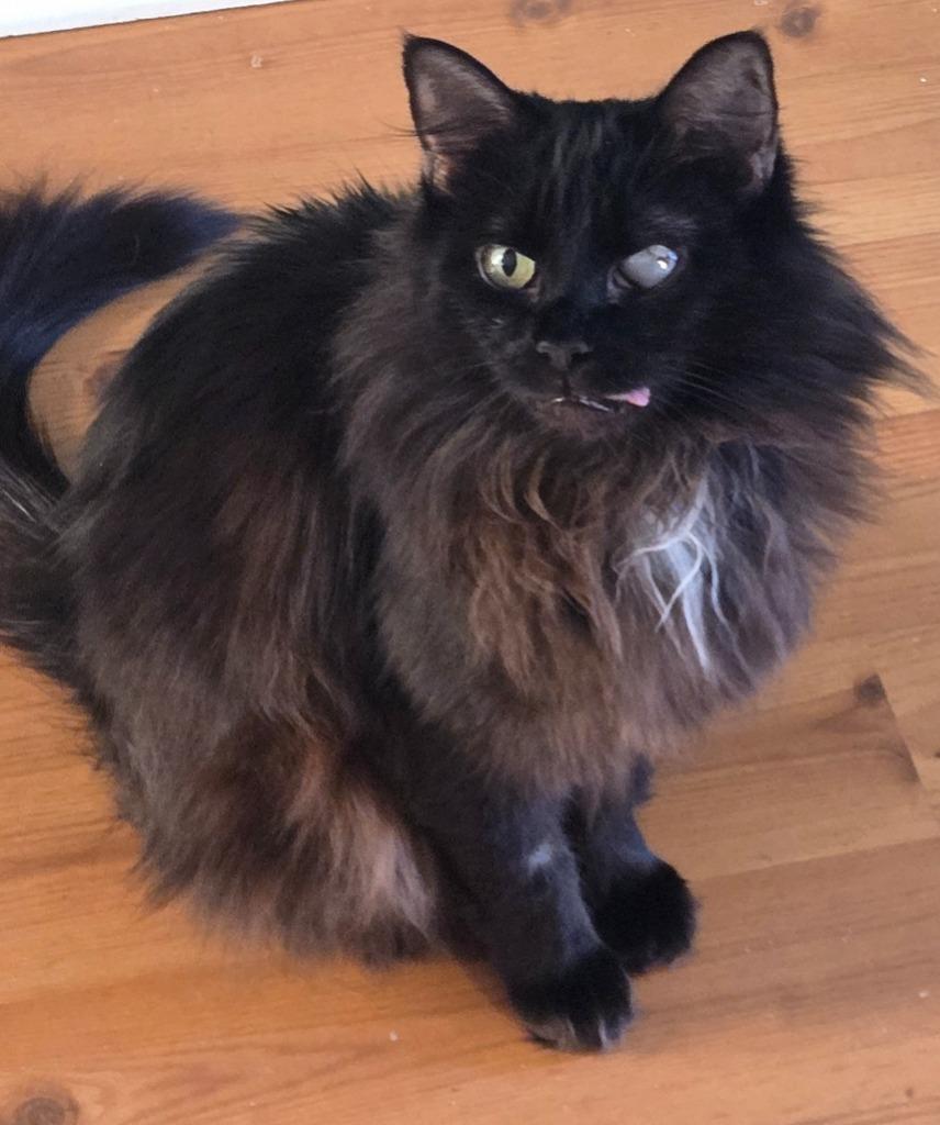 Enlarge Fizzy Pop25, a Adoptable mixed breed in Youngsville, NC image 3/3