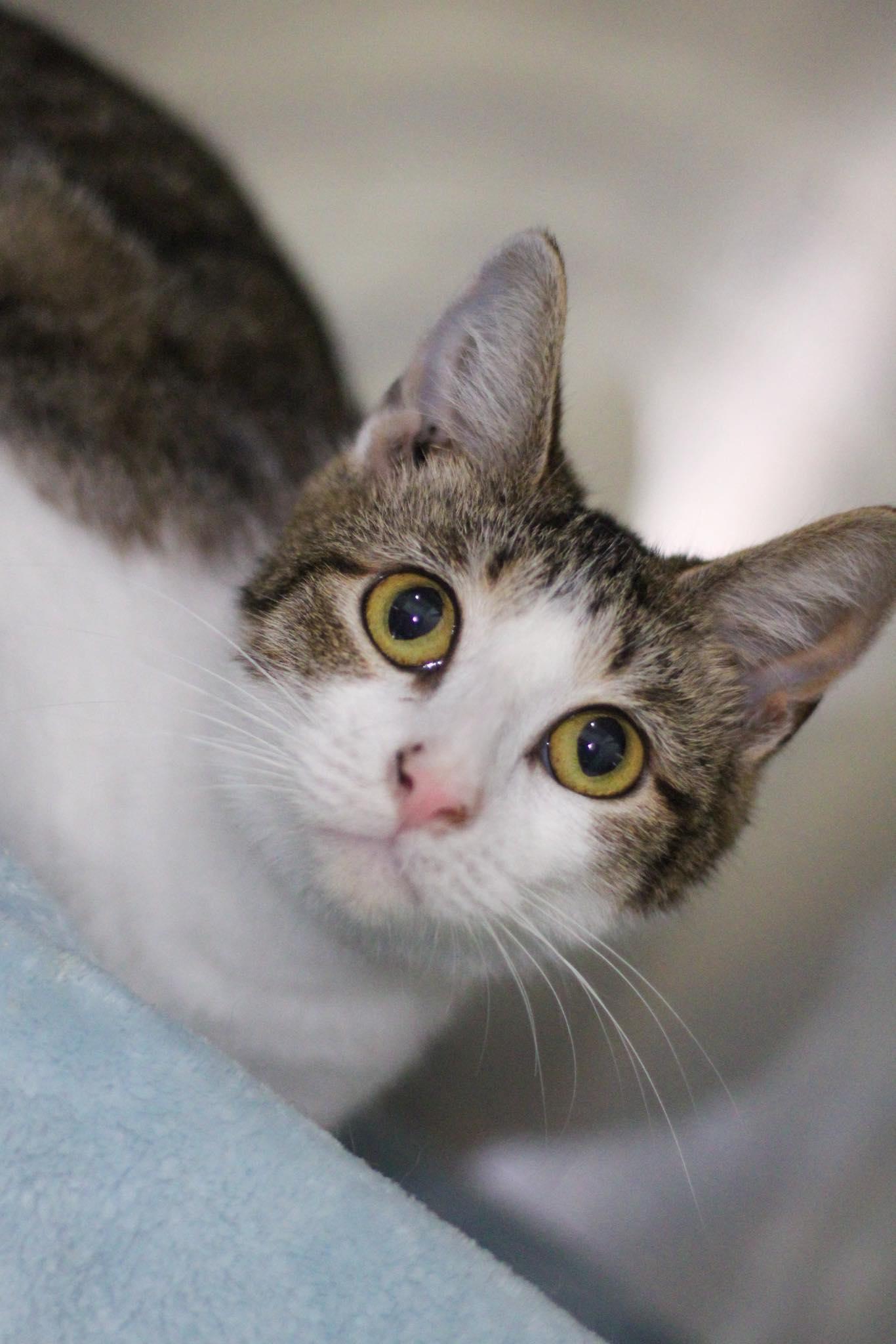 Enlarge Bree, a Adoptable Tabby in Calhoun, KY image 1/1