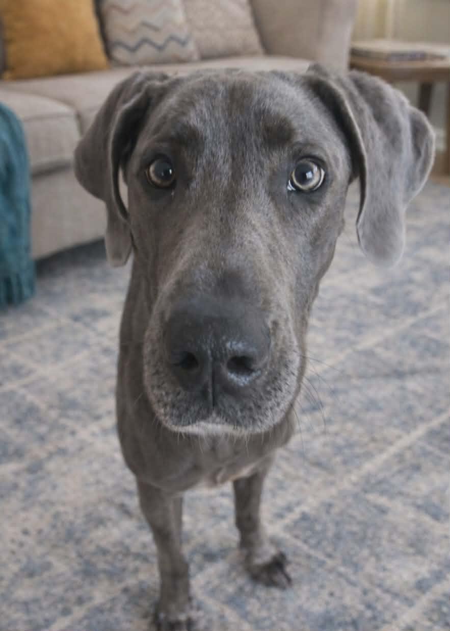 Tali, ADOPTABLE, Puppy Female Great Dane.