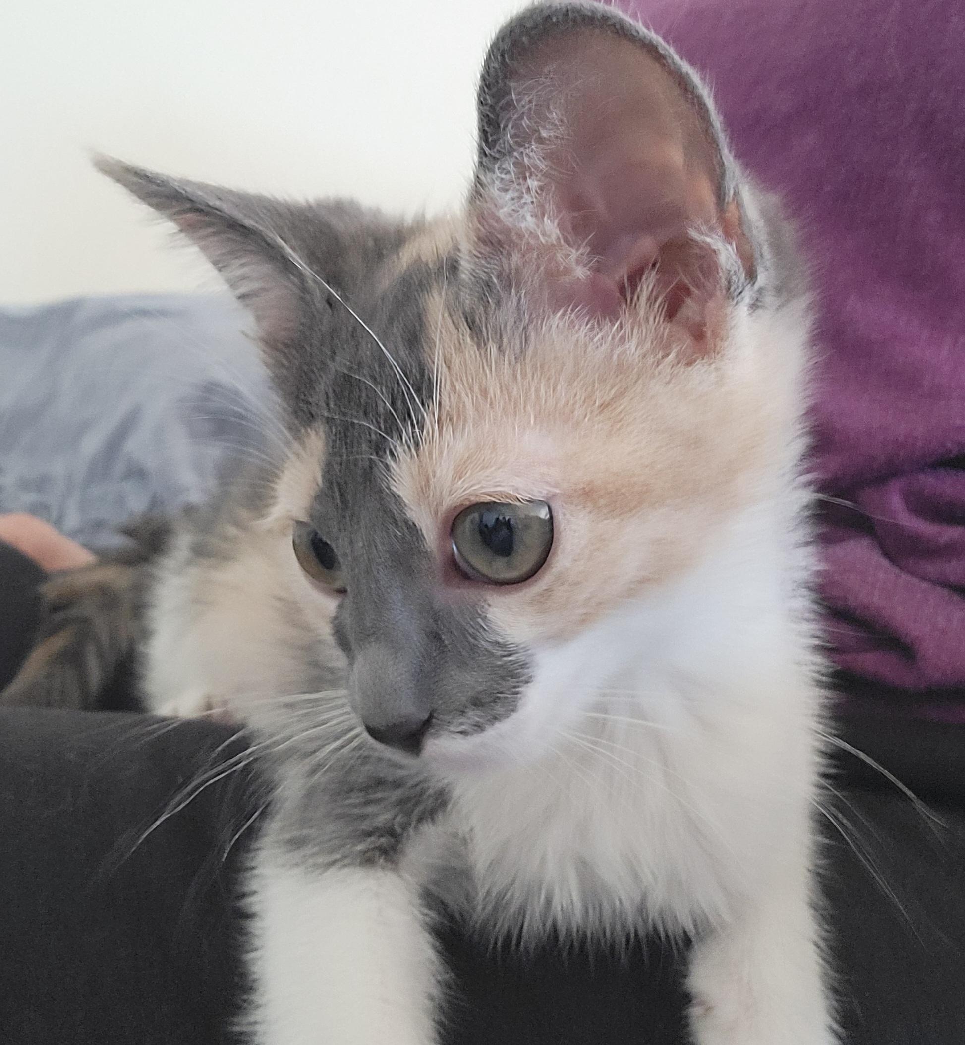 Persephone loves being on your lap and getting petted She comes when called She is also very playf