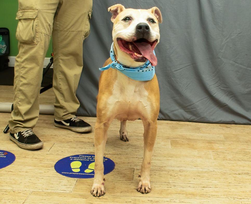 Kaya, a Adoptable mixed breed in Sanford, FL image 2/2