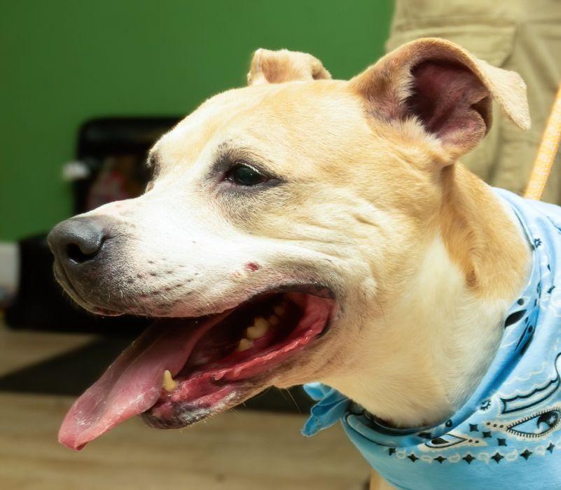 Kaya, a Adoptable mixed breed in Sanford, FL image 1/2