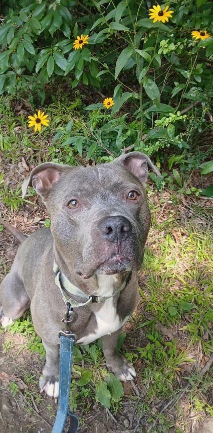 MASH, adoptable, Adult Male Terrier.