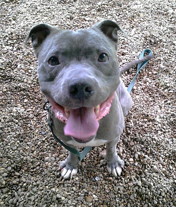 Enlarge MASH, an adoptable Terrier in Pegram, TN image 2/6