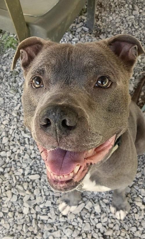 Enlarge MASH, an adoptable Terrier in Pegram, TN image 4/6