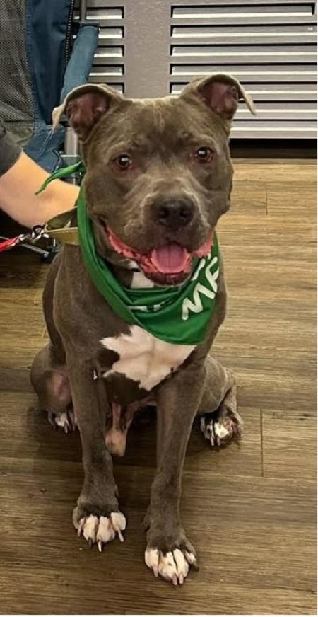MASH, adoptable, Adult Male Terrier.