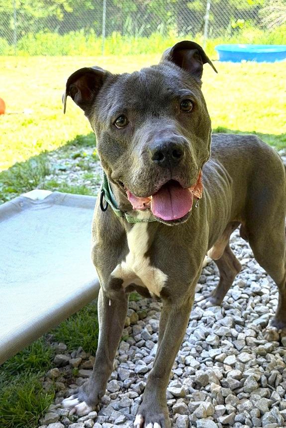 MASH, adoptable, Adult Male Terrier.