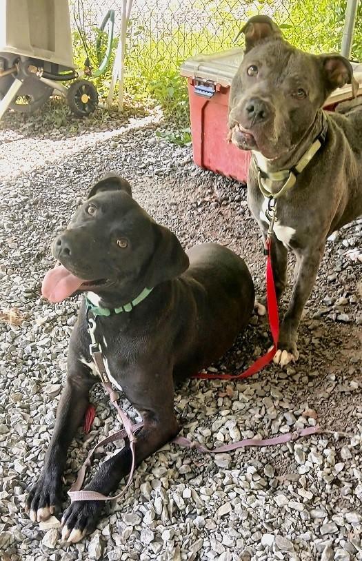 MASH, an adoptable Terrier in Pegram, TN image 6/6