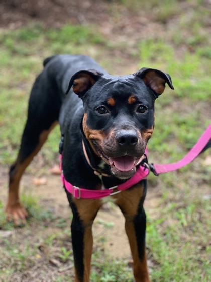 Enlarge Lainey, a Adoptable mixed breed in Annapolis, MD image 1/1