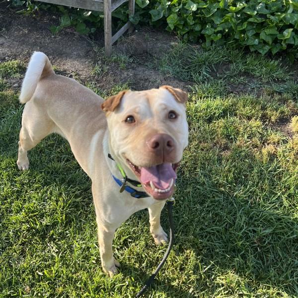 Guera, Adoptable, Adult Female Shar-Pei & Labrador Retriever.