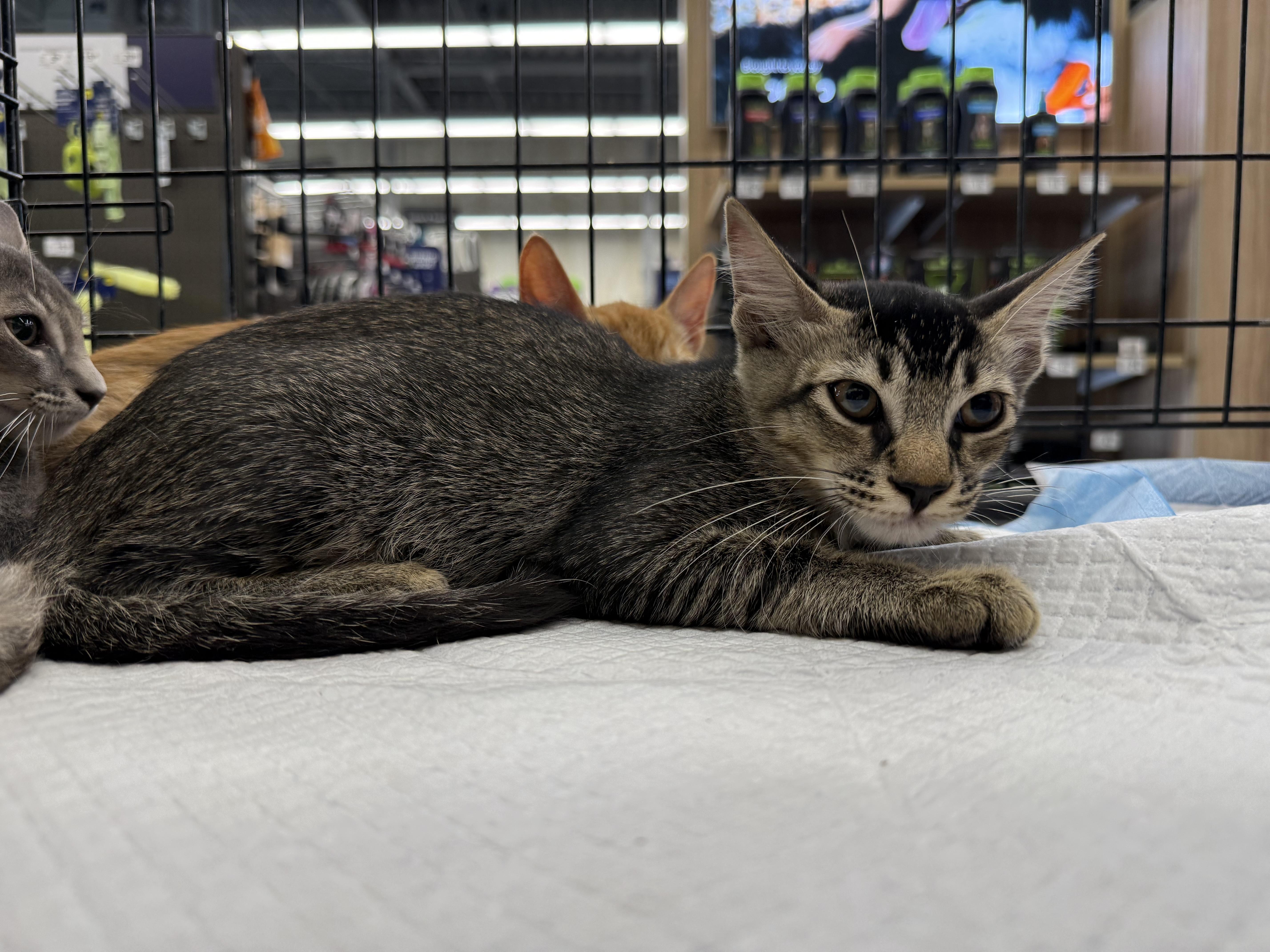 Enlarge Craig, a Adoptable Domestic Short Hair in Intercession city , FL image 3/4