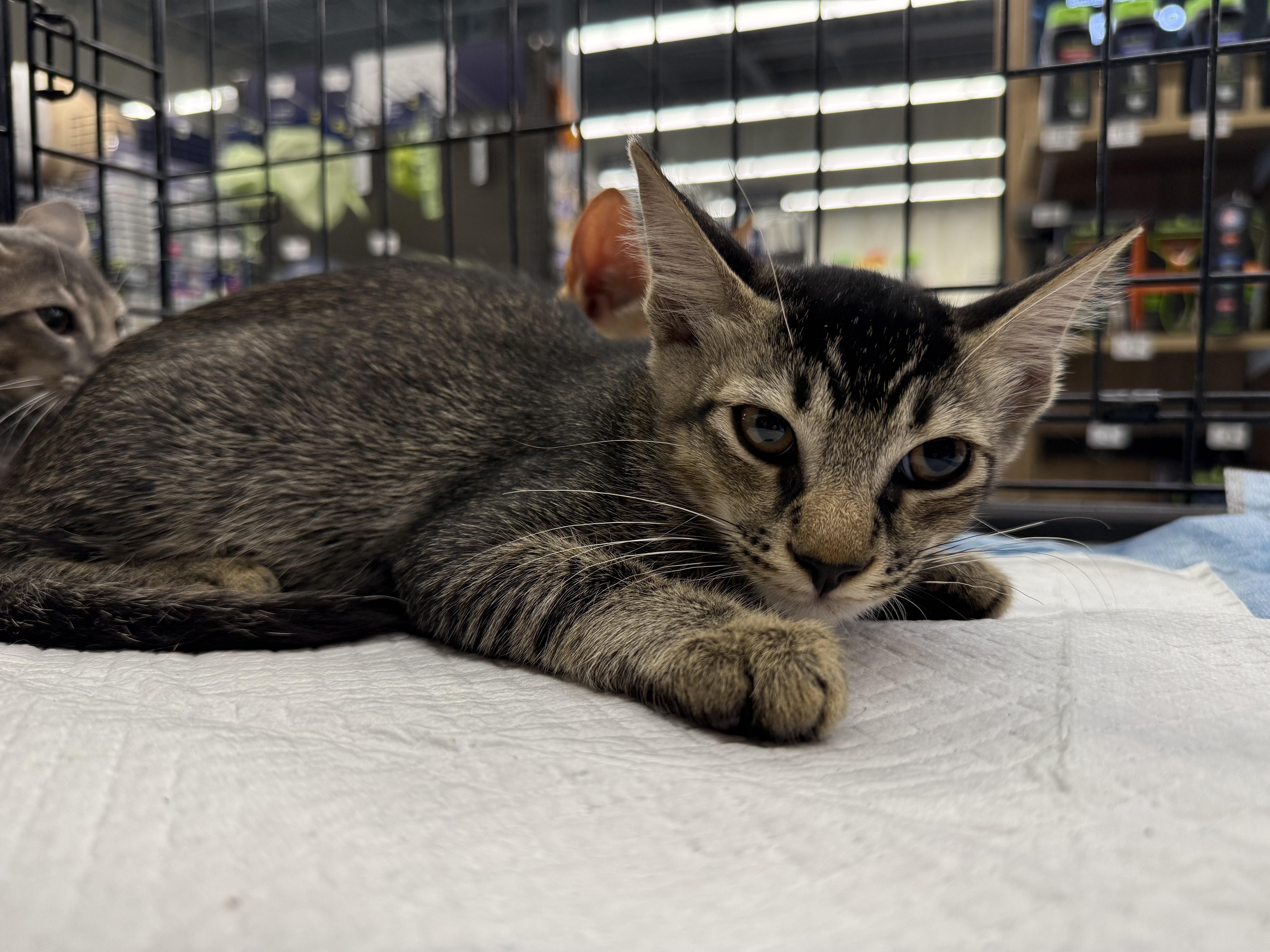 Enlarge Craig, a Adoptable Domestic Short Hair in Intercession city , FL image 2/4