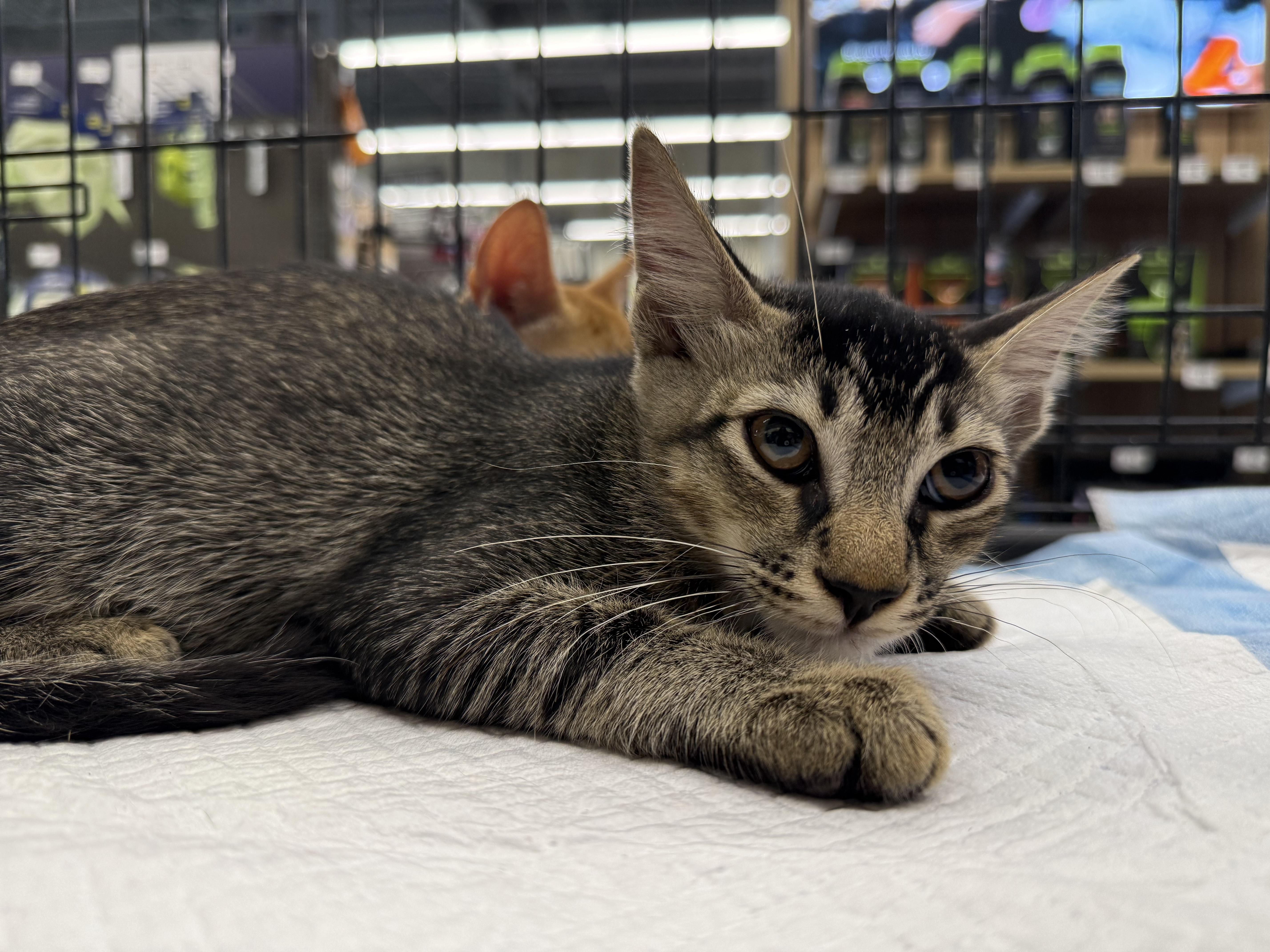 Enlarge Craig, a Adoptable Domestic Short Hair in Intercession city , FL image 4/4