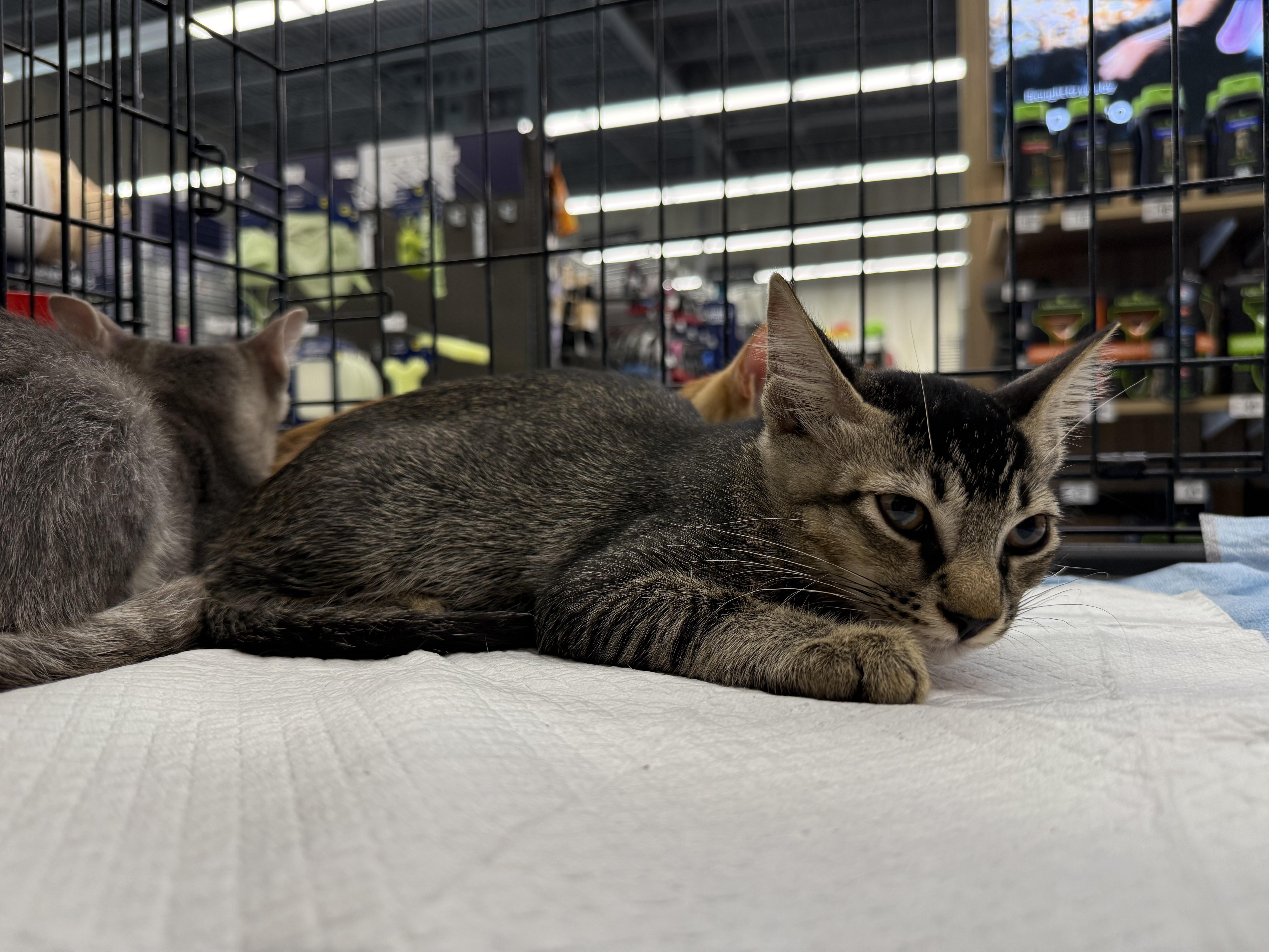Enlarge Craig, a Adoptable Domestic Short Hair in Intercession city , FL image 1/4