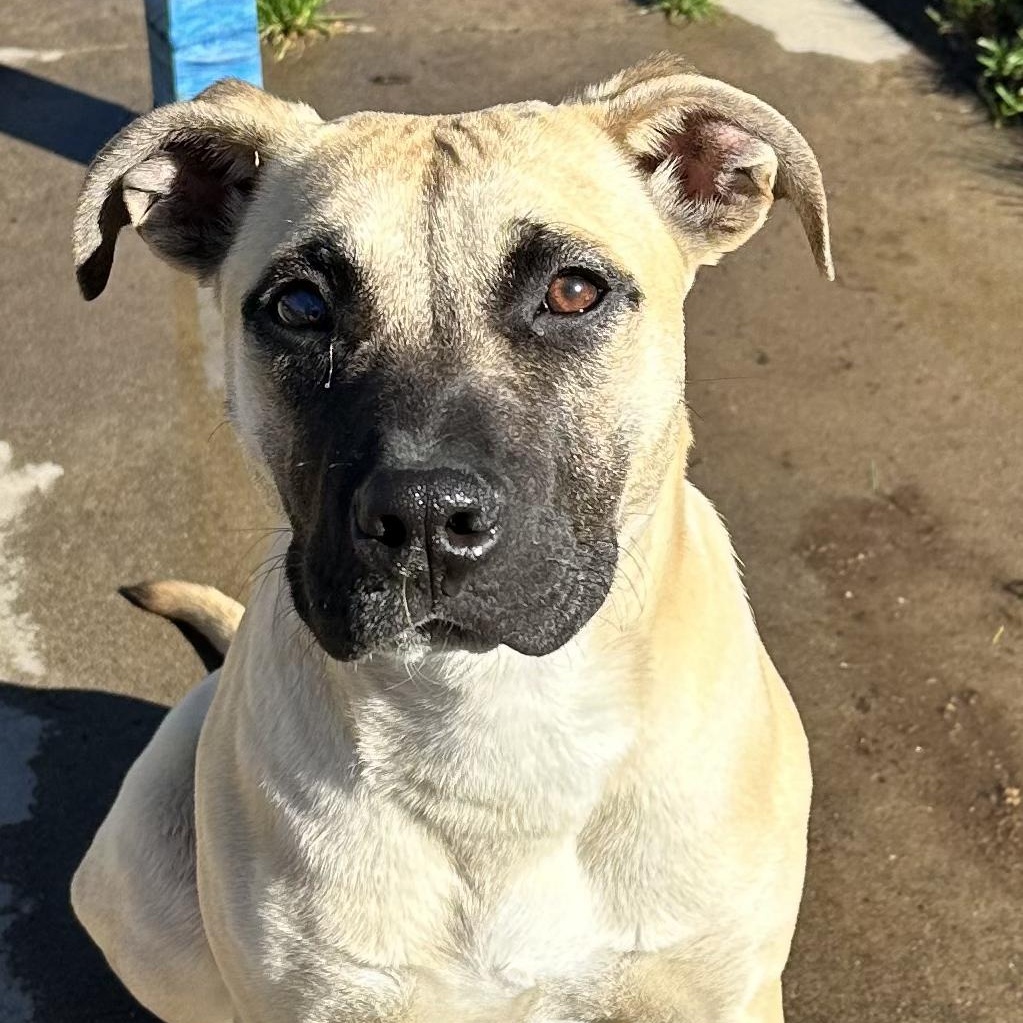 Enlarge Sadie, a Adoptable mixed breed in Sun Valley, CA image 4/6