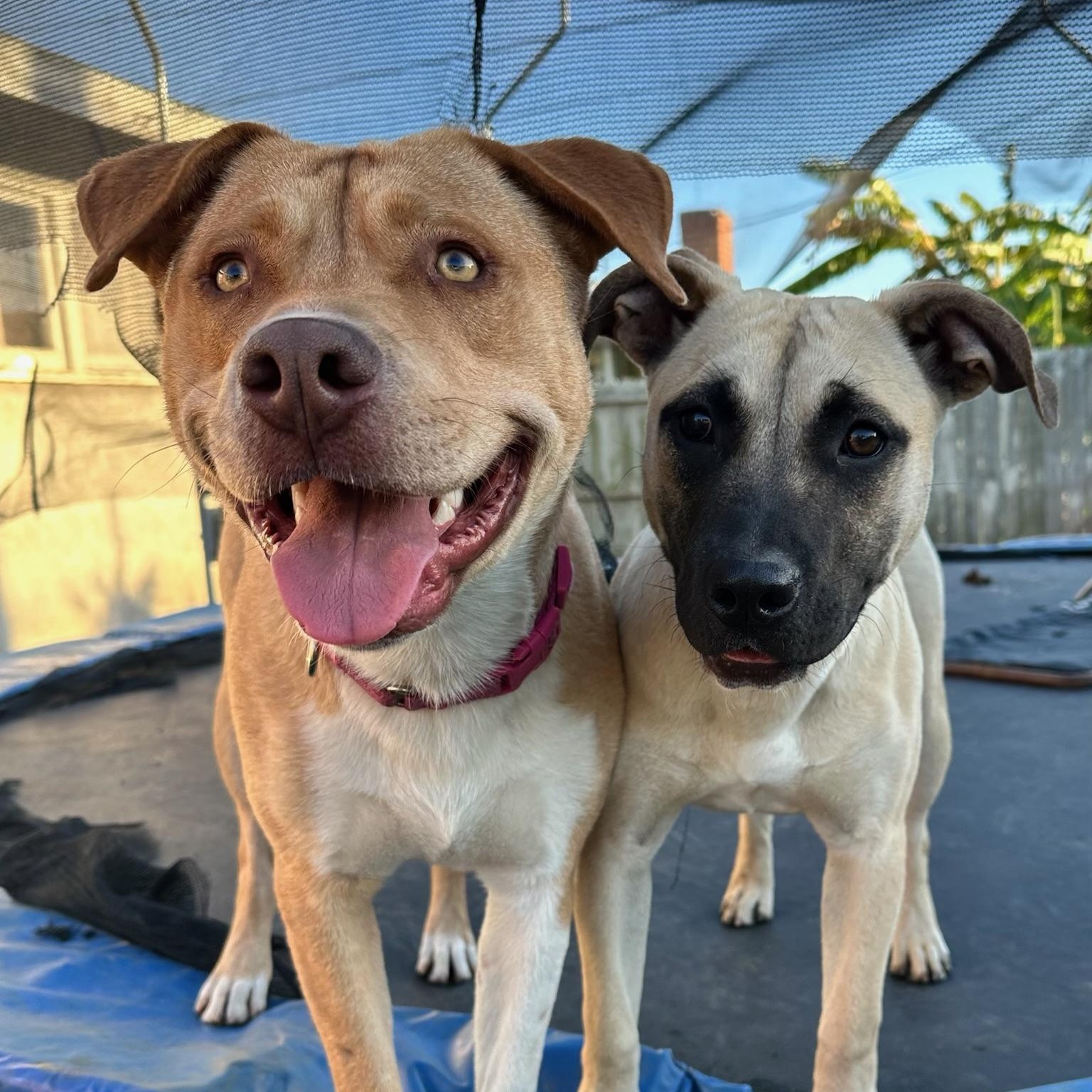 Enlarge Sadie, a Adoptable mixed breed in Sun Valley, CA image 6/6