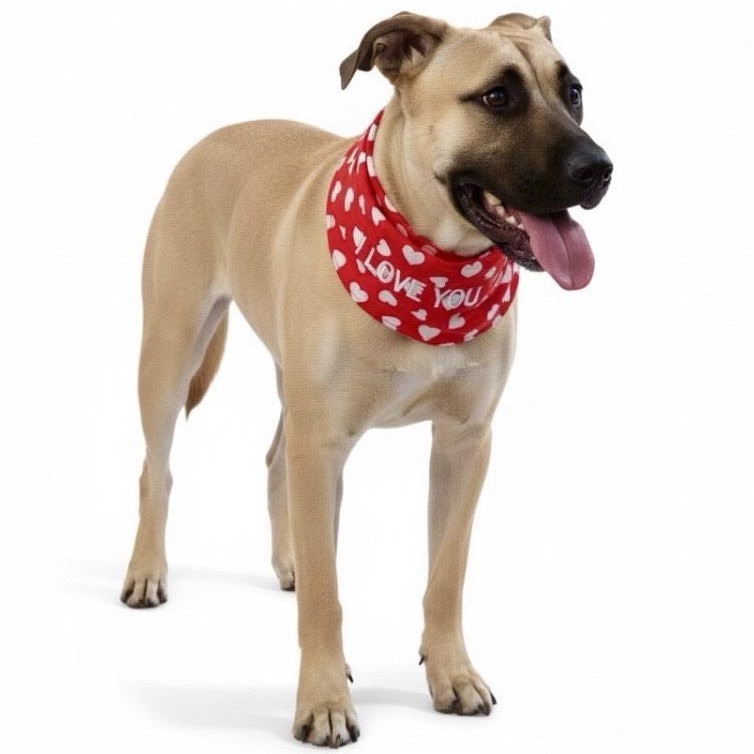 Enlarge Sadie, a Adoptable mixed breed in Sun Valley, CA image 3/6