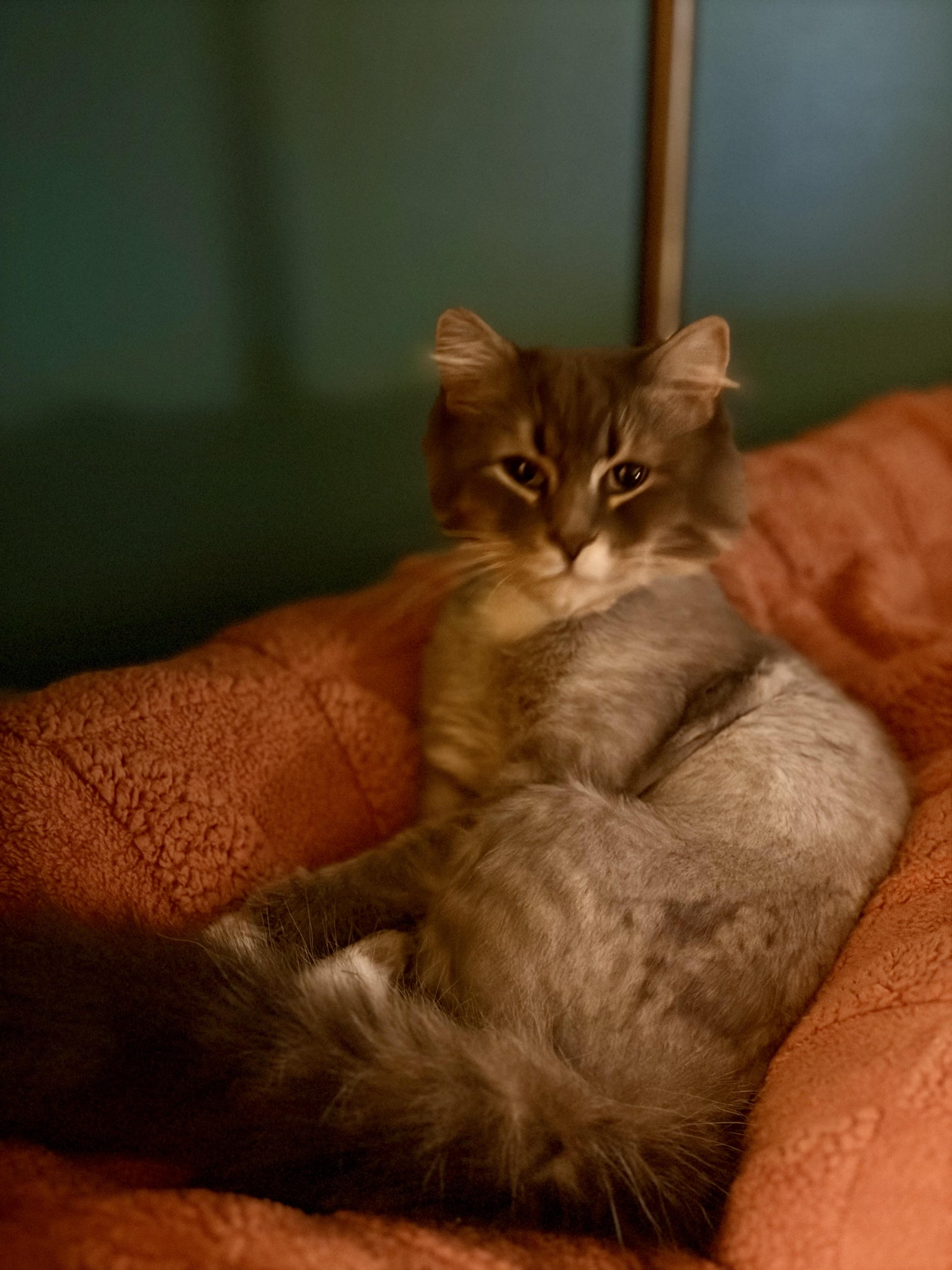 Juniper, Adoptable, Young Female Domestic Medium Hair.